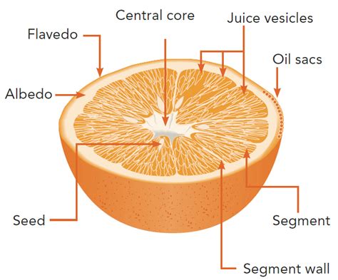 Shopping we only recommend products we love and that we think you will, too. The orange fruit and its products | Orange Book
