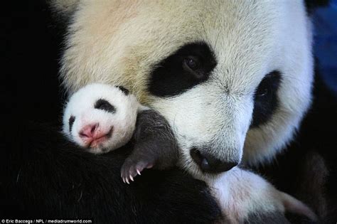 Panda Cub Looks To Be In Absolute Bliss As It Cuddles Mum Daily Mail
