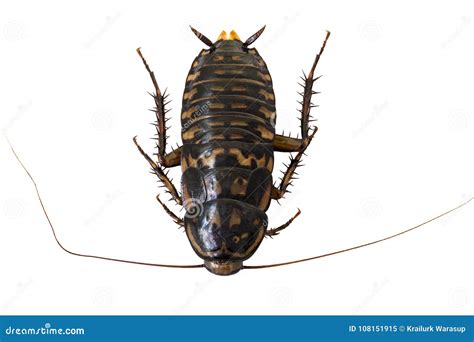 Disgusting Cockroach Pest Stock Image Image Of American 108151915