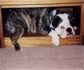 English bulldogs may not be solid black (without yellow brindle marks), have tan marks, or have diluted black pigment. Coat Color Chart for the Bulldog