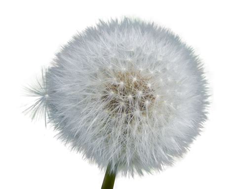 Dandelion Isolated Seeds Close Free Photo On Pixabay