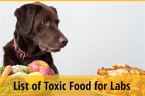 What Foods Are Toxic And Dangerous To Labrador Retriever 15 Bad Foods