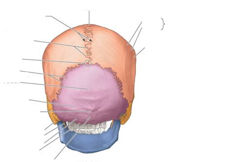 Suturas Procesos Y Protuberancias De La Cara Posterior Del Cráneo