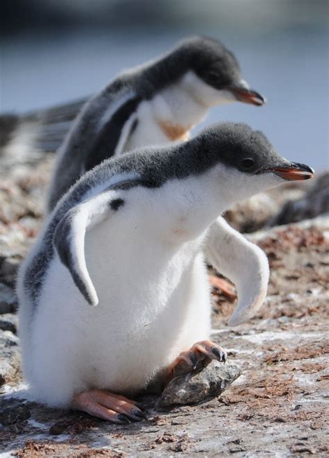H4ilstorm Gentoo Penguin By Jean François Hic Baby Pinguine