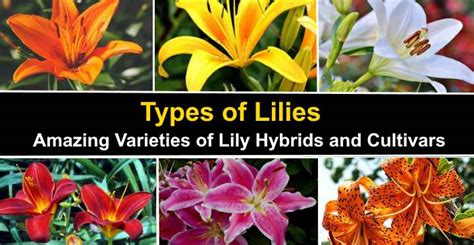 You can't always find these around because they are almost always sold during holidays. Types of Lilies: Varieties of Lily Hybrids and List of ...