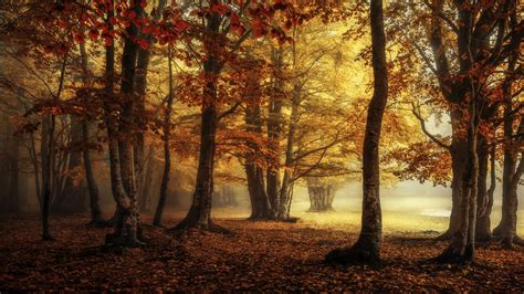 Fog Forest Surrounded By Autumn Red Trees 4k Hd Nature Wallpapers Hd