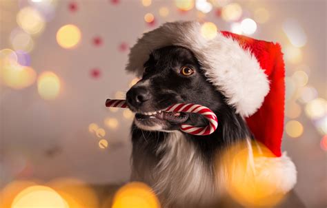45 Christmas Of Dogs Wallpapers Wallpapersafari