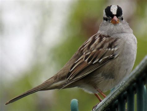 White Crowned Sparrows