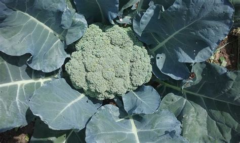 5 Tips For Growing Broccoli With Success The Seasonal Homestead