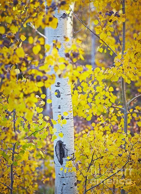 Aspen Tree Yellow Fall Foliage By Matt Suess Aspen Trees Fall