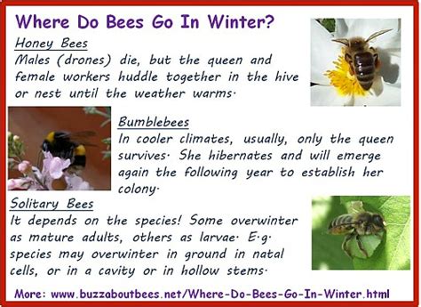 So, should you buy bumble when it goes public? Where Do Bees Go In Winter?