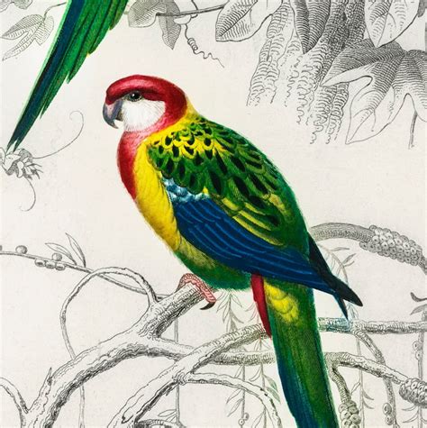 Vintage Tropical Bird Prints Set Of 6 Digital Download Art By Etsy