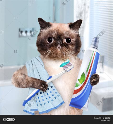 Brushing Teeth Cat Image And Photo Free Trial Bigstock