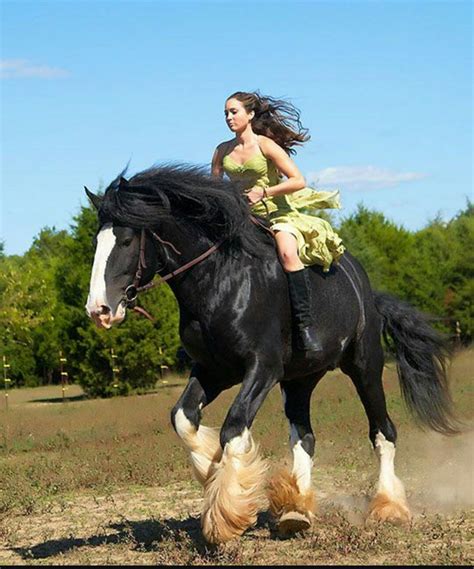 Pin By Ox On Big Boys Clydesdale Horses Horses Largest Horse Breed