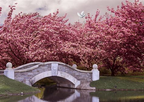 Hd Wallpaper Bridge Cherry Blossom River 5k 4k Japan Dove