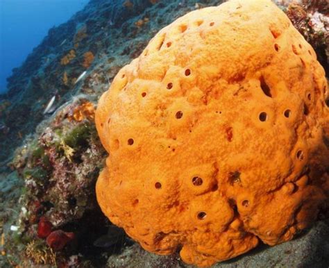 Sponge Is The Ancestor Of All Animals Finds New Research Tdnews