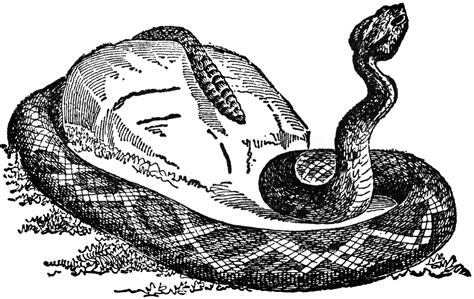 Play black and white snake, a free online skill game provided by gamesbutler. Rattlesnake | ClipArt ETC