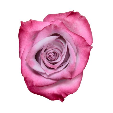 They are considered to be among the pioneers of heavy metal and modern hard rock. Deep Purple - Rosaprima