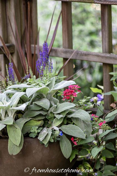 Red white and blue flowers for pots. July 4th Containers: Patriotic Red, White and Blue Flower ...