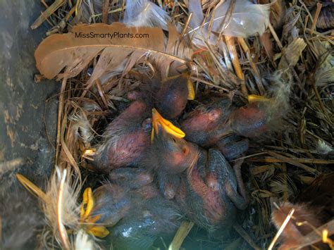 Baby Robins... Throwback Thursday - Miss Smarty Plants