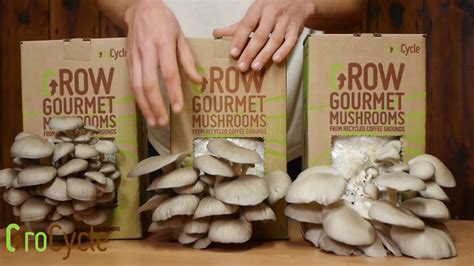 When To Harvest Your Grocycle Mushroom Kit Grocycle Youtube