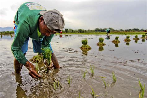 ‘planting Rice Is Never Fun Catholic News Philippines Licasnews