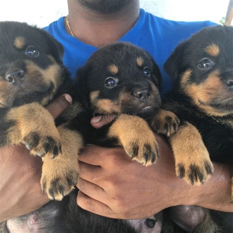 Cute quality lil micro toy teacup pomeranian puppies akclassy com. Low Price Price Rottweiler Dogs For Sale In Sri Lanka