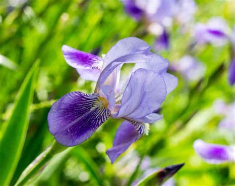 Iris Plantation Floraison Et Conseils Dentretien