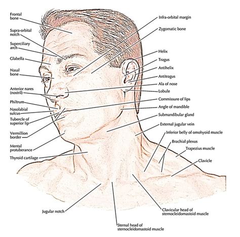 Anatomy Regions Of Face