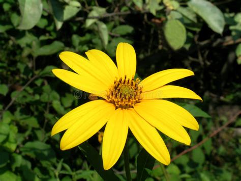 Sunroot Flower Stock Image Image Of Garden Outdoors 54035129