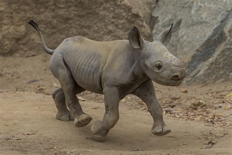 San Diego Zoo Show Off New Baby Black Rhino