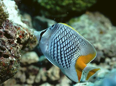 Chaetodon Xanthurus Pearlscale Butterfly