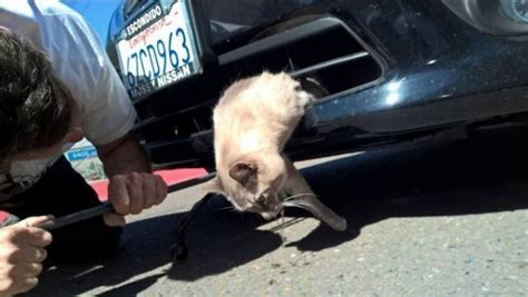 Cat Survives 8 Mile Ride While Stuck In The Grill Of A Car Neatorama