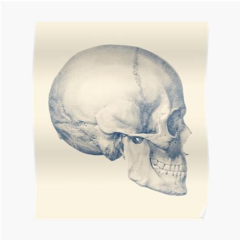 Full Human Skull Side View Poster For Sale By Vaposters Redbubble