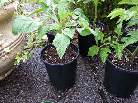 Tomato Plantsroma And Brandywine Growing Gardens Plants Tomato