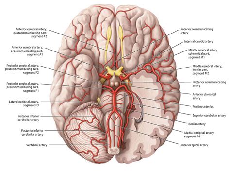 Vascular Structure Of Thebrain Accessoriestyred