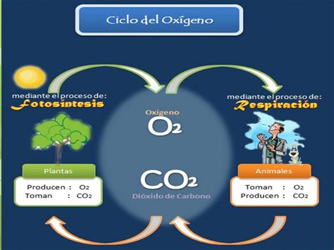 Ciencias Naturales Ciclo Del Oxigeno
