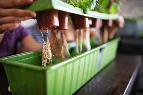 Diy Hydroponics 101 How To Grow Houseplants Without Soil Bob Vila