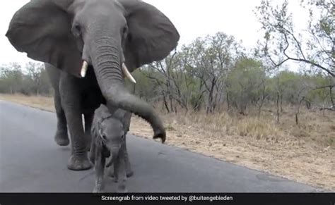 Viral Video Mother Elephant Protects Calf From Tourists Internet Amazed
