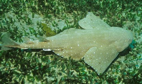 Endangered Angel Shark Found Off The Coast Of Wales Nature News