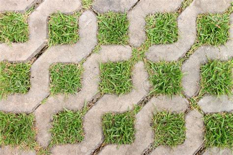 Grasses Growing Between Floor Paving Block Stones Grass Paving