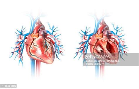 Human Heart Valve Photos And Premium High Res Pictures Getty Images