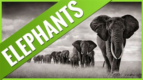 Top 10 Endangered Elephants Facts Digital Mode