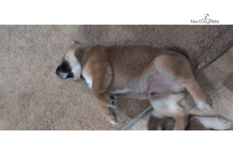 Learn more about shomaisou shiba inu in ohio. Bear: Shiba Inu puppy for sale near Las Vegas, Nevada. | 232bbce5-87c1