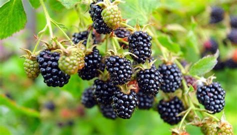 We did not find results for: Brombeeren im Garten jetzt schneiden