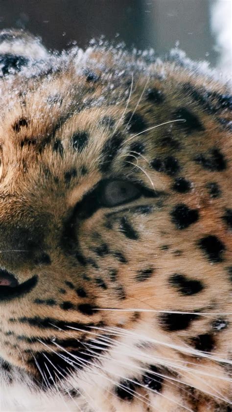 2160x3840 Amur Leopard Wild Cat Sony Xperia Xxzz5 Premium Hd 4k