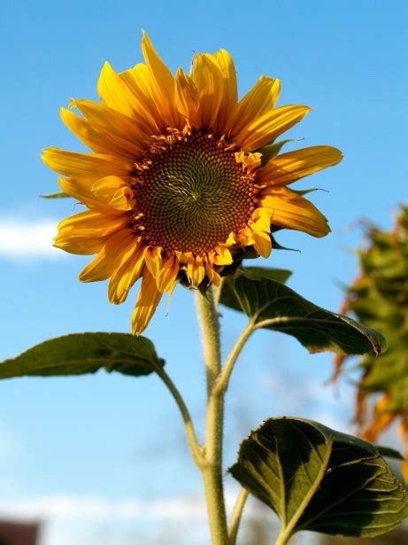 Sunflower Field Free Stock Photo Public Domain Pictures