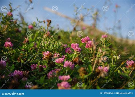 Pink Flowers Blooming On A Mountain Meadow Stock Photo Image Of