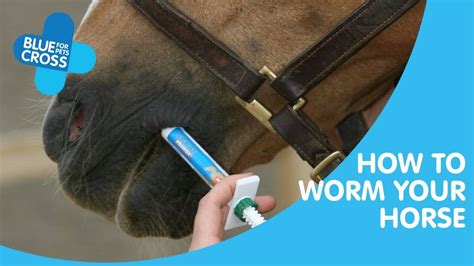 Horse Worming When To Worm Your Horse Blue Cross