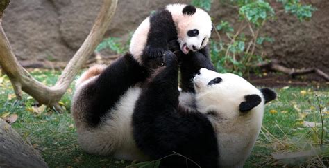 All Giant Pandas In Zoos Around The World Are On Loan From